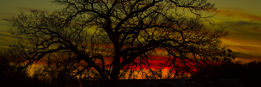 Gold Country Sunset thru Oak tree