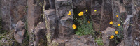 Spring Blooms on Table Mountain